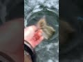 Video Thumbnail for Bye Bye Burbot