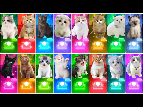 ALL CUTE CATS PT.7 - WELLERMAN - WAKA WAKA - BTS - SAVAGE LAVE AND MORE