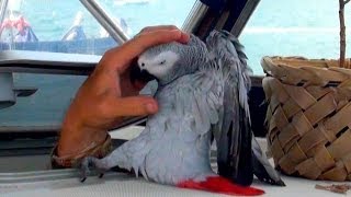 FUNNIEST Parrot Ever... Meet Our Grey Parrot "Lucky" Living on a Sailboat in the Caribbean!