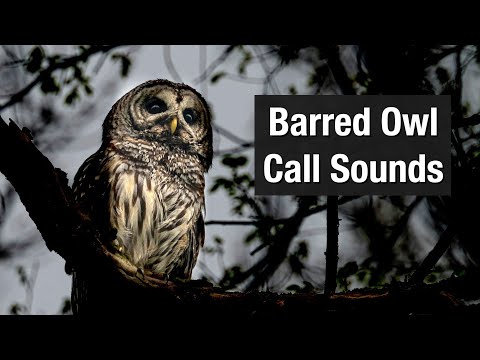 Barred Owl Call Sounds