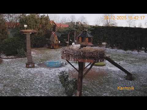 Gniazdo Bocianie pod Sokółką - na żywo.