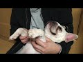 フレブル動画 No 012 Qooのテーマ CMソング