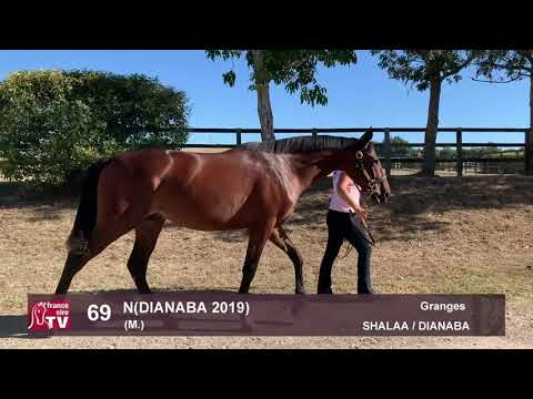 Vente de Sélection Arqana 2020 - Lot 69