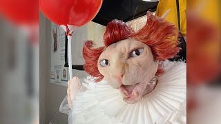 Les meilleurs déguisements d'Halloween pour animaux de compagnie | compilation ultime
