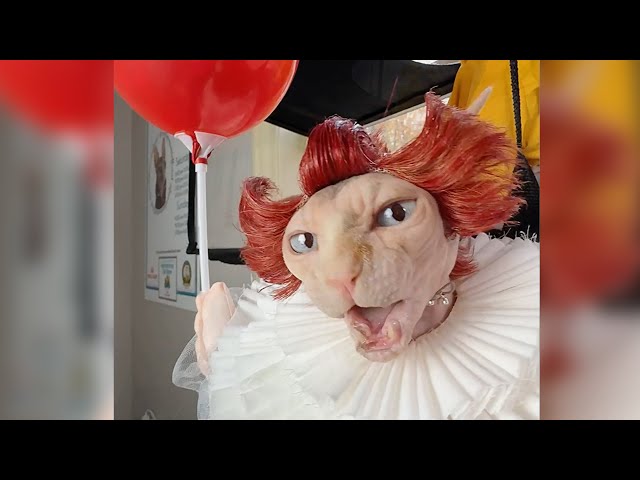Vídeo relacionado con Xiaoyu Pet Dog Cat Halloween Costumes, Cowboy Jacket and Hat, Super Cute Costumes for Small Dogs & Cats Cosplay, XL