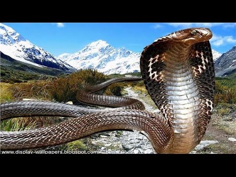 Documentaries discovery channel animals Snakes and the Surprise Secrets animal planet docu