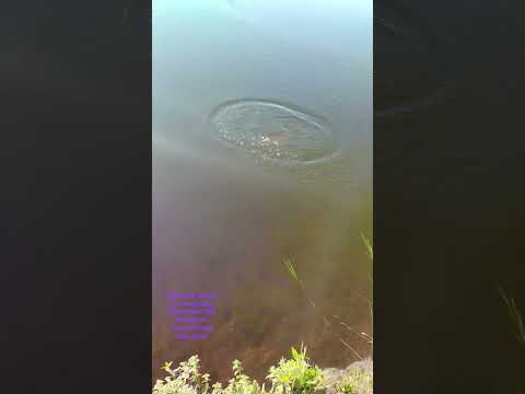 pesca de carpa en (belastiqui - san José)