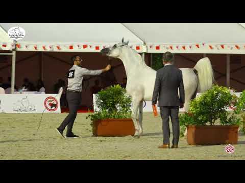 N 126 AT AL BORAK   Bahrain National Day 2020   Colts 3 Years Old Class 8B