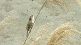 大葦切の囀り、鳥動画１１０５１７０５