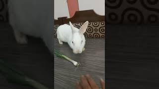 rabbit playing with me video
