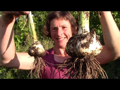 Comparing ordinary garlic and elephant garlic