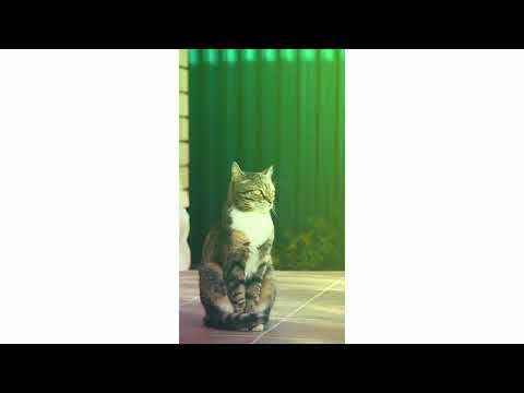 😻😻😻😻😾😾😾