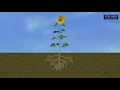 Animation 10 5 Transport In Plants