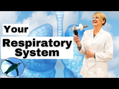 Intro RESPIRATORY SYSTEM | A&P Basics 🐧🫁🐧