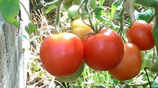 Не только ранний, урожайный, но и сладкий томат Ямал 200