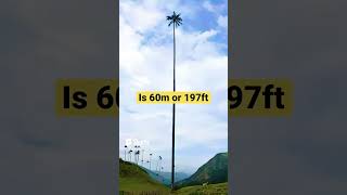 Tallest Palm Tree #tallest #biggest #palmtree