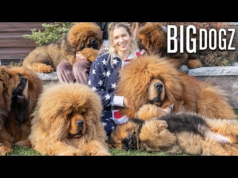 Tibetan Mastiffs - The 200lbs 'Bear Dogs' | BIG DOGZ