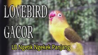 Download lagu Masteran Suara Burung Lovebird Ngetik Ngekek Panjang Cepat Respon, Ampuh mp3
