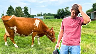 BIG Mistakes Most Beginner Cow Owners Make 😬