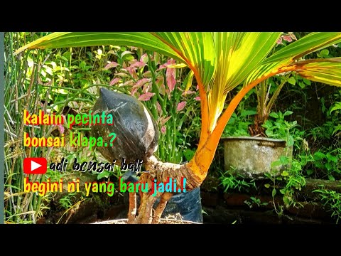 Begini lah krennya bonsai klapa yang sudah berumur 1 setengah tahun-bonsai klapa.