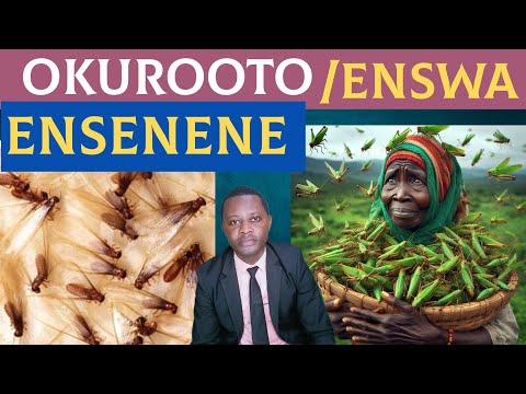 okuroota ENSENENE oba ENSWA kitegezaki By Brother Steven