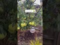This Pear Tree Surprises Us Every Year With The Amount Of Fruit ️