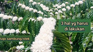 Download lagu 3 things to do before post-flowering mp3 Download lagu 3 things to do before post-flowering mp3