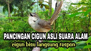 Download lagu PANCINGAN CIGUN ASLI SUARA DI ALAM DIJAMIN LANGSUNG RESPON mp3 Download lagu PANCINGAN CIGUN ASLI SUARA DI ALAM DIJAMIN LANGSUNG RESPON mp3