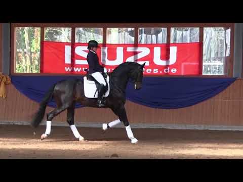 Burghof-Hengst Flashback - 2013 geboren (Franziskus x Sir Donnerhall I)