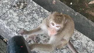Street monkey