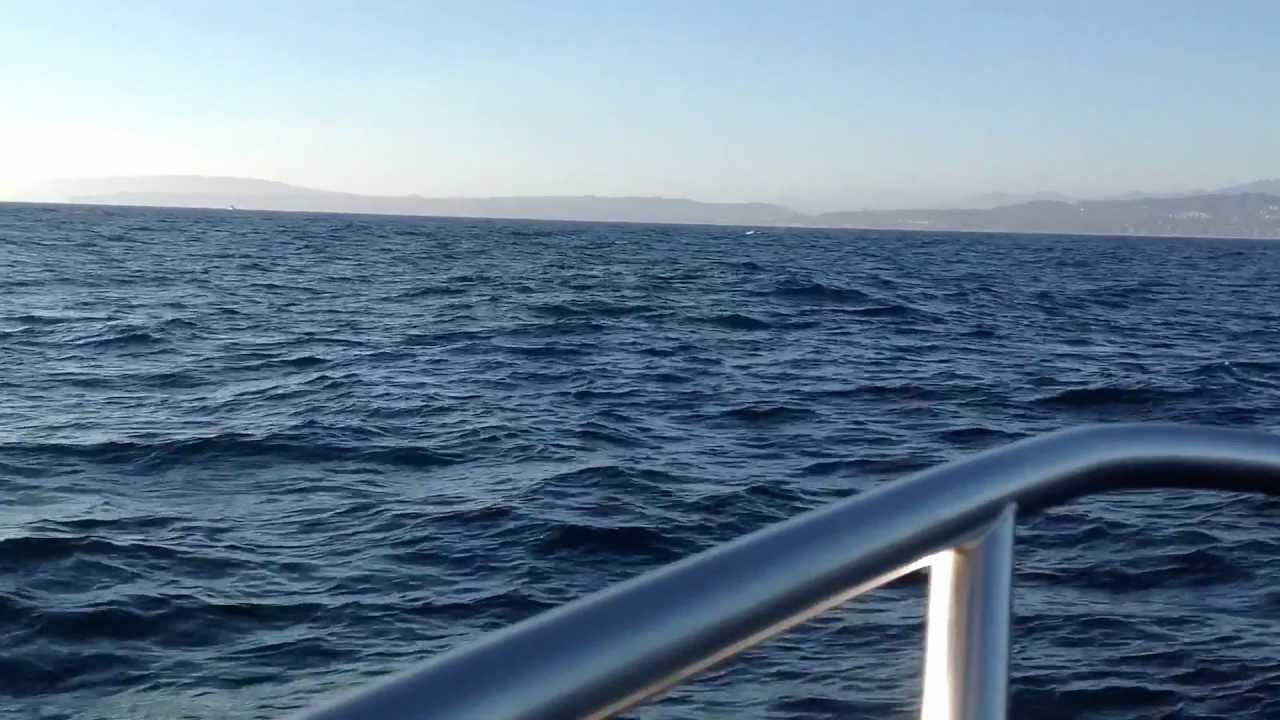 Inis Energy of the Sea Blue Whales