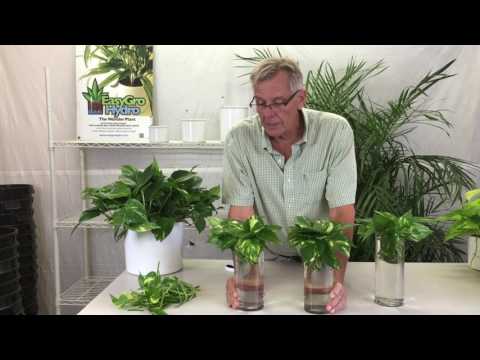 扦插繁殖蒲公英 (Propagating Pothos from Cuttings)