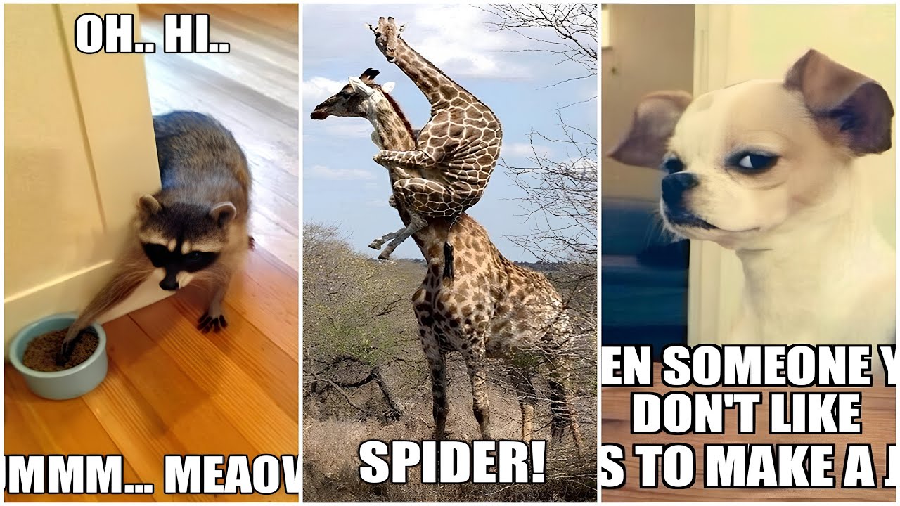 Funniest Animal Memes