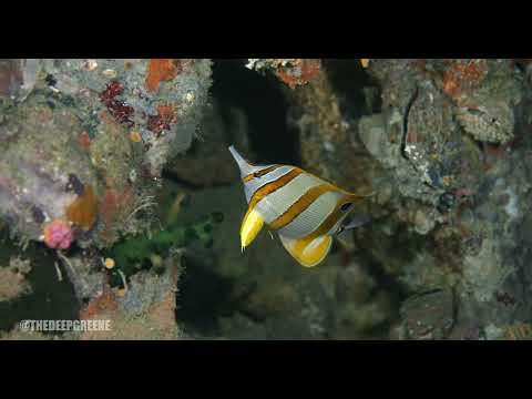 Copperband butterflyfish, Gato Island, Philippines.  RED V-RAPTOR [X] in a Gates PRO RAPTOR housing.