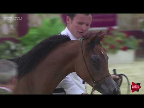 N.3 ZAMZAM AL SHMOOKH - 2019 Qatar Int. Peninsula show - Yearling Fillies (Class 1A)