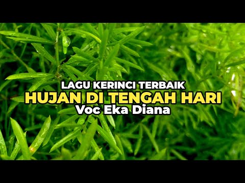 Lagu Kerinci Terbaik HUJAN DI TENGAH HARI || Voc Eka Diana