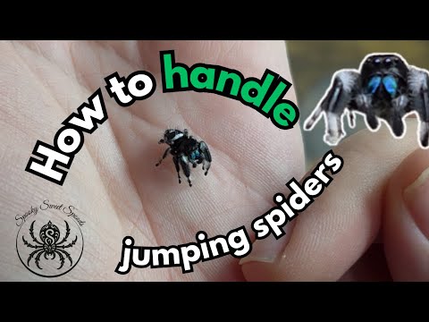Can You Hold a Jumping Spider? Handling Guide