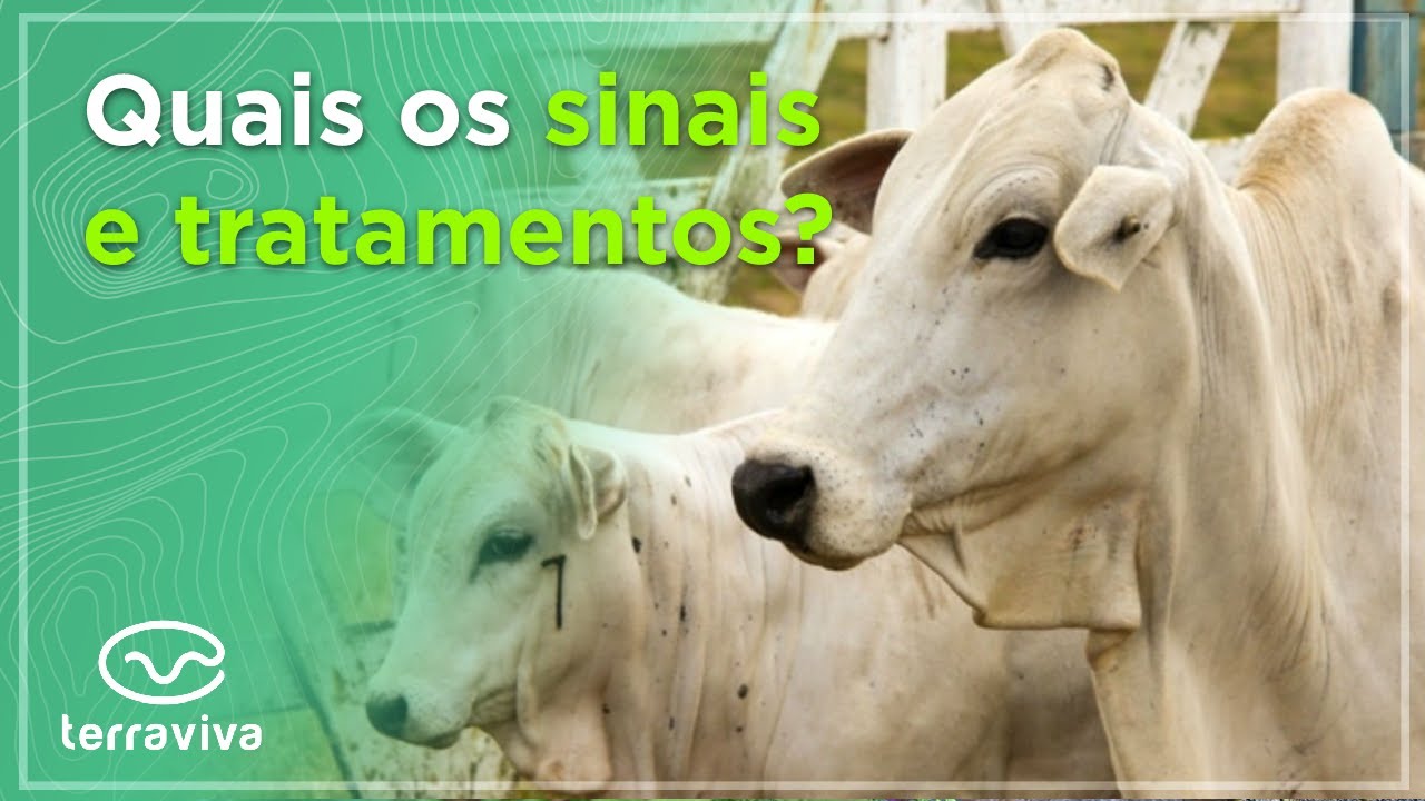 Doença respiratória em bovinos precisa ser tratada rapidamente