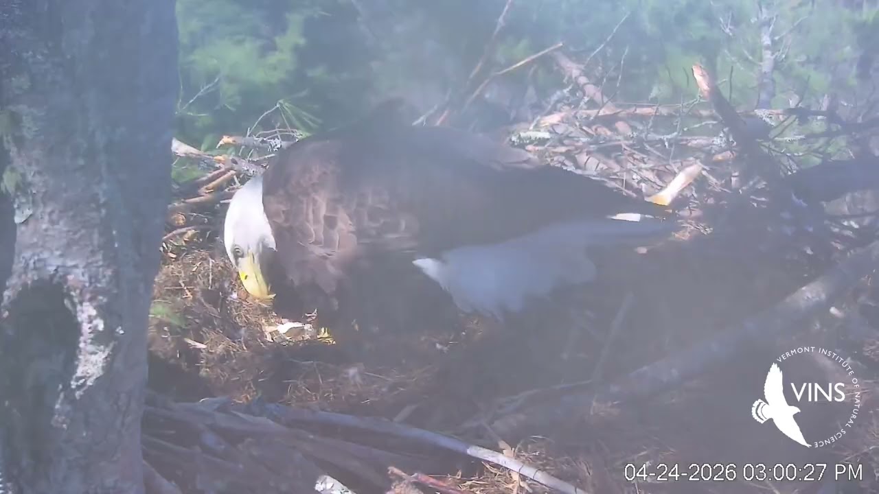 The Eaglet Has Hatched!