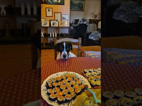 Este perro está emocionado por comer sushi #gracioso #perrogracioso #sushi