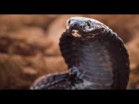 Documentary Cobra HD - King Cobra Mafia