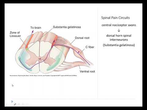 OSSM Neuro Chapter 12 - Pain and Temperature