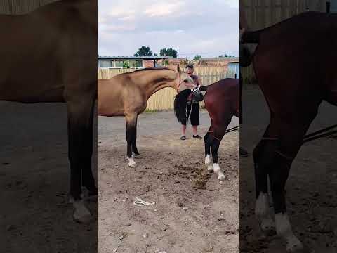 If you allow no kicking or making trouble, if you don't allow!