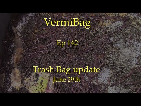VermiBag  Ep 142  "Trash Bag Update"  LOTS of Worms on the Surface...but dry underneath..