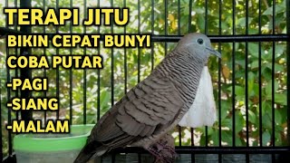 Download lagu Perkutut Lokal Gacor Suara Super Kristal - Pancingan Malas Bunyi  (99%AMPUH BANGET) mp3