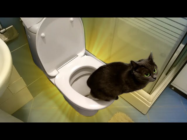 Как приучить кошку к унитазу после лотка