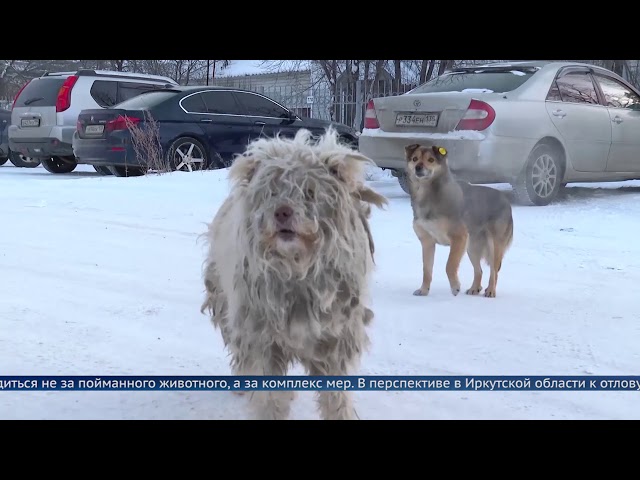 В Приангарье введут электронный учёт бродячих собак