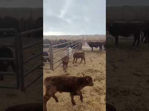 , title : 'Happy Calves, #manitobafarming #calving #cattle #shorthorn #simmental #cowcalf #farm'