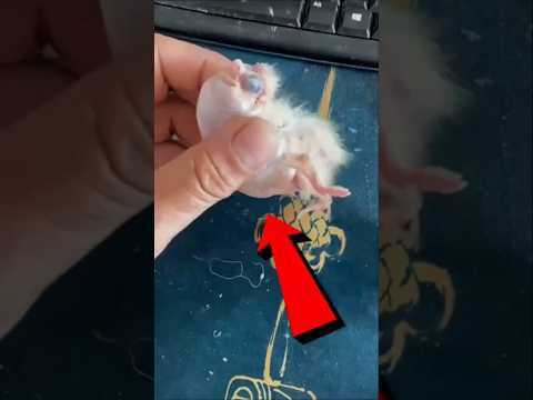 From Balloon to Life 🥹 | Parrot Baby Rescue #actingchallenge