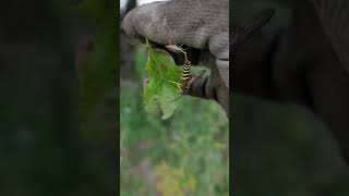 This weird interaction where a stink bug is eating a wasp it killed (read description) #shorts